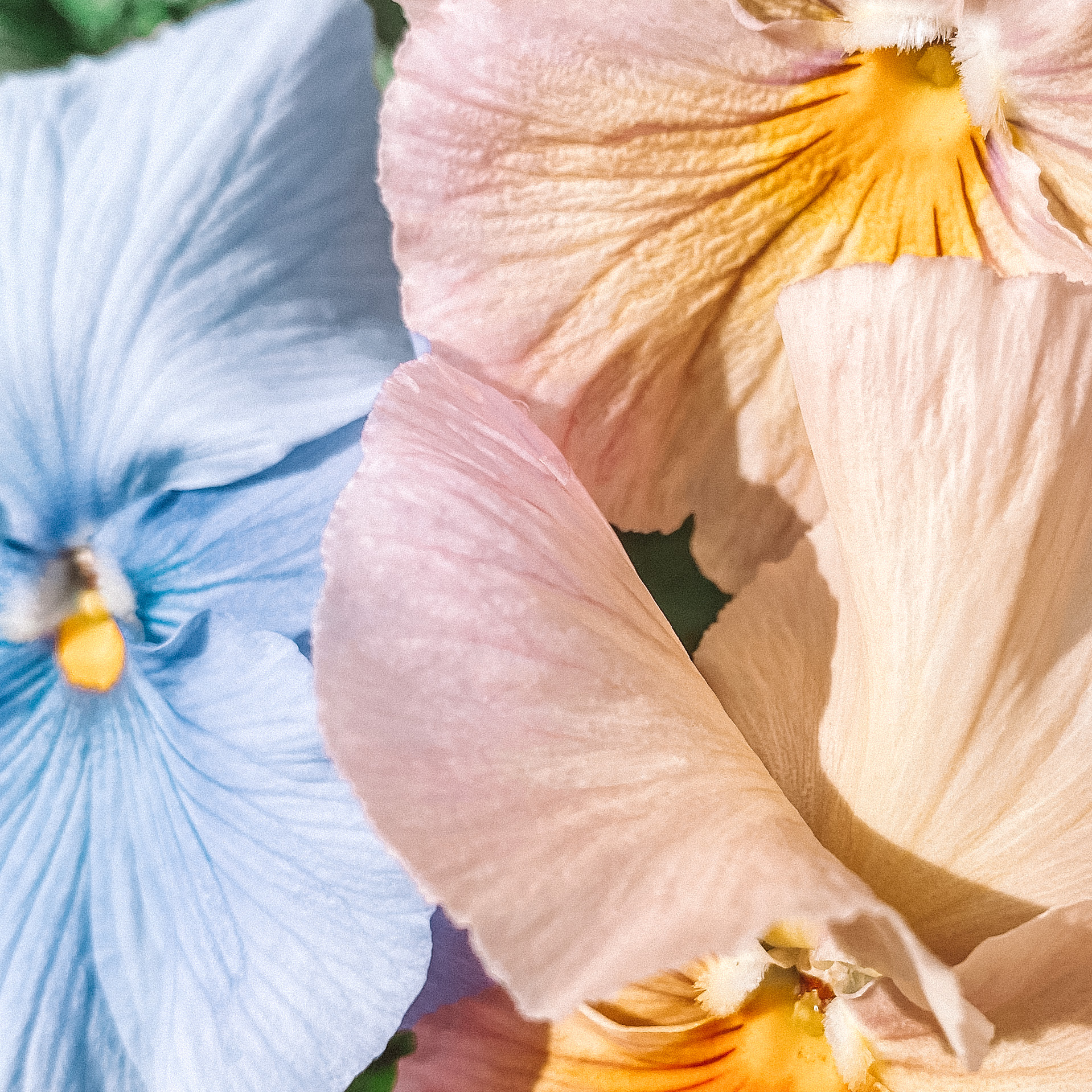 dreamy pastel images